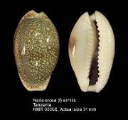 Naria erosa (f) similis